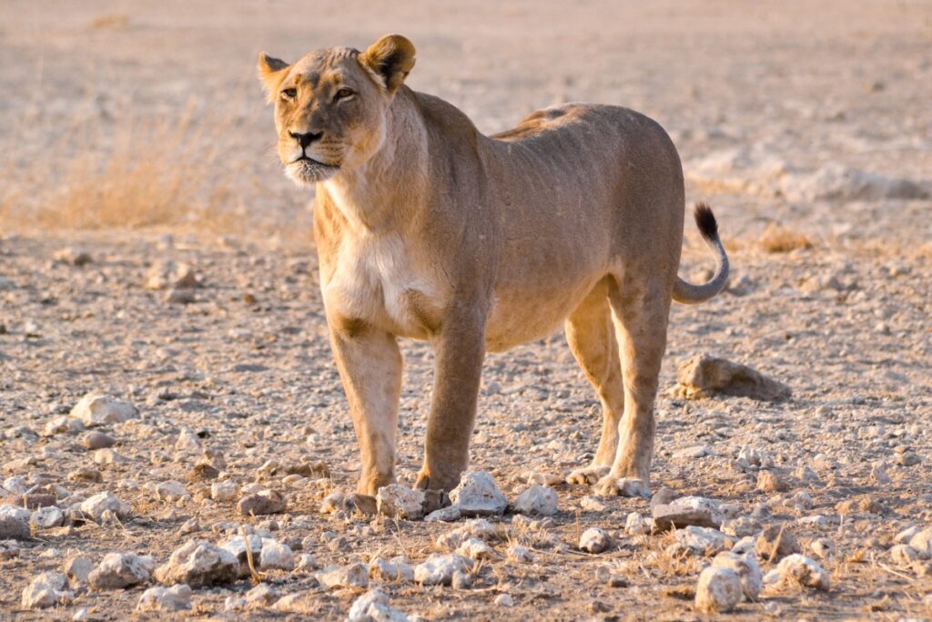 Top Destinations for Seniors: The Kgalagadi Transfrontier Park - Senior Safaris