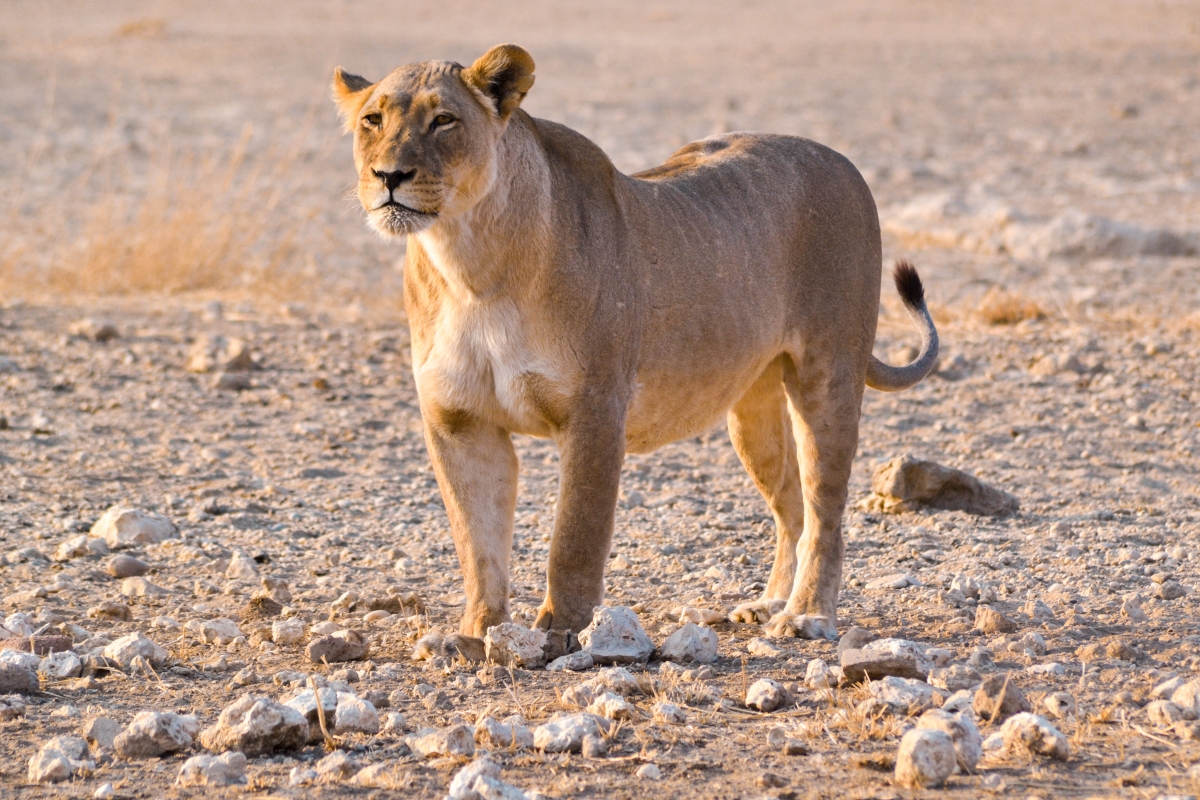 Top Destinations for Seniors: The Kgalagadi Transfrontier Park
