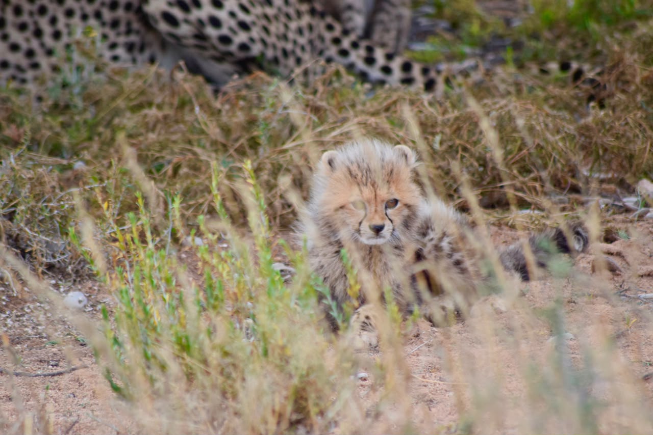 A Rare Cheetah Family Sighting on Tour in the Kgalagadi