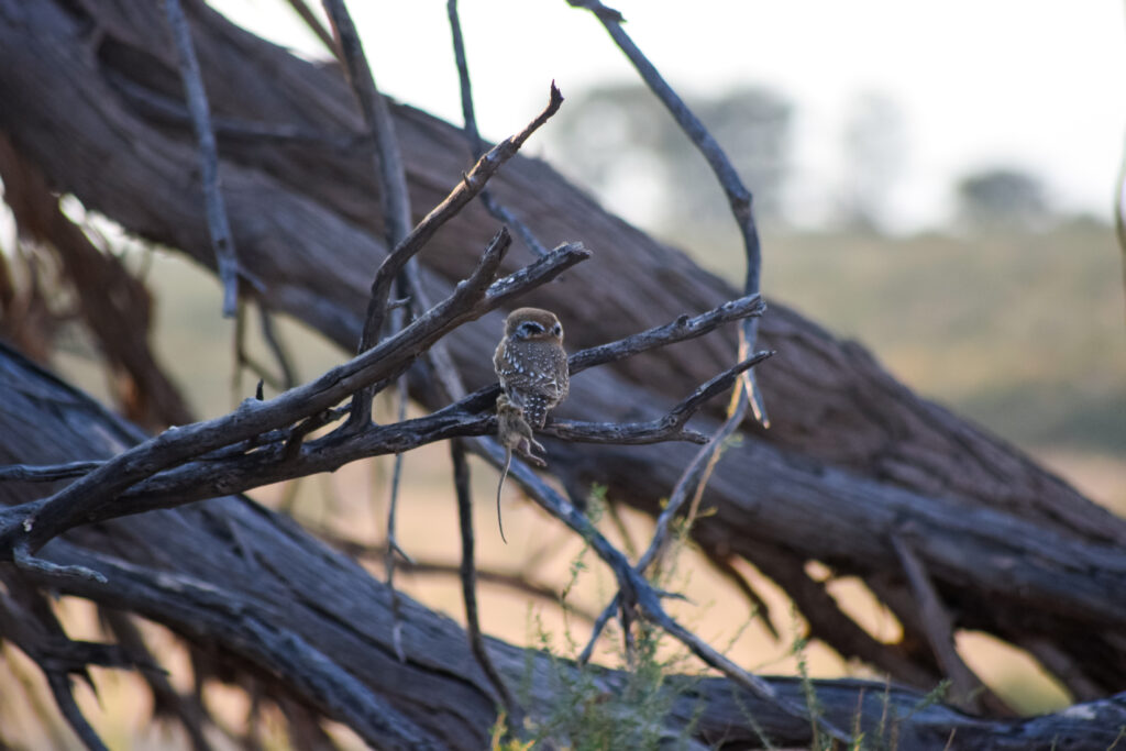 Pearl Spotted Owlet, Kalahari Kgalagadi Tranfrontier Park, Southern Africa